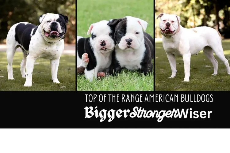 Top of the Range American Bulldogs