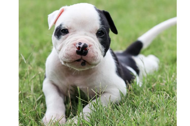 Top of the Range American Bulldogs