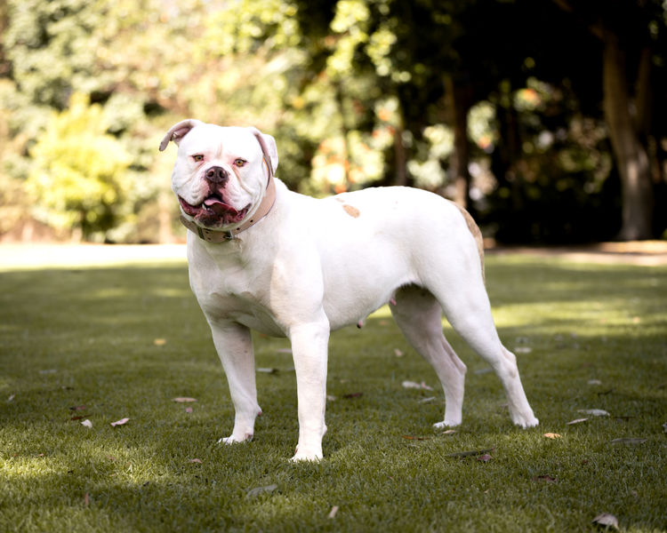 Top of the Range American Bulldogs