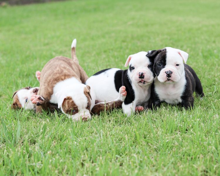 Top of the Range American Bulldogs