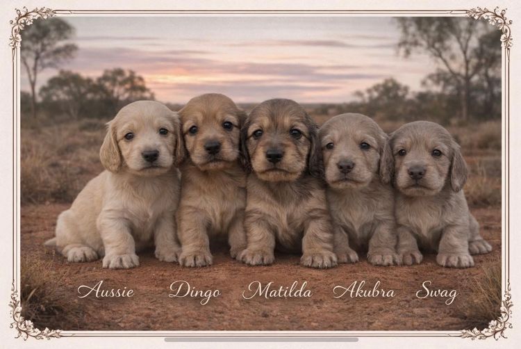 Happy Hotdogs Dachshund Co.