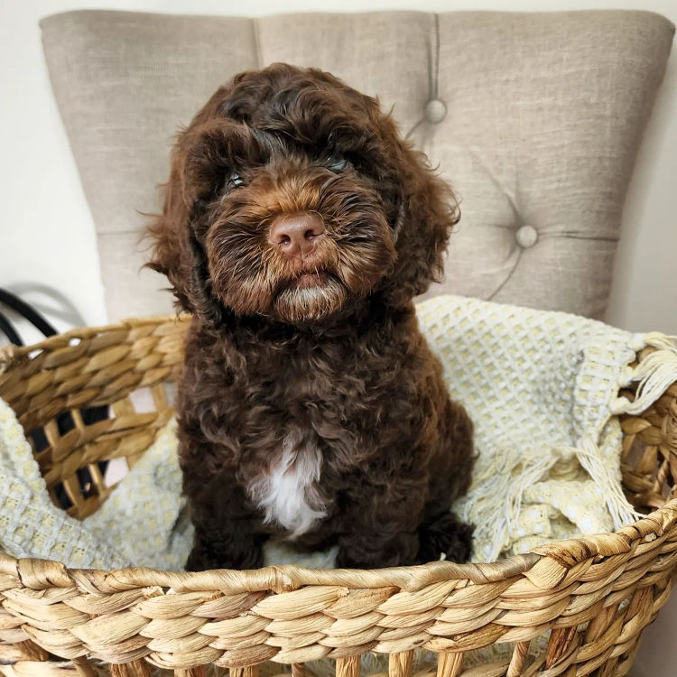 Daisydoodles Labradoodles
