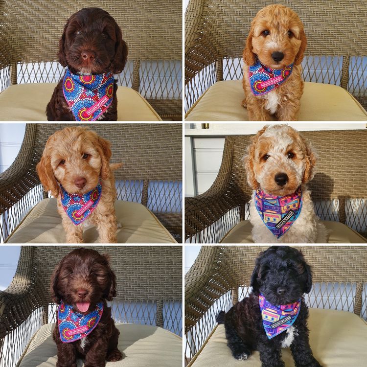 Daisydoodles Labradoodles