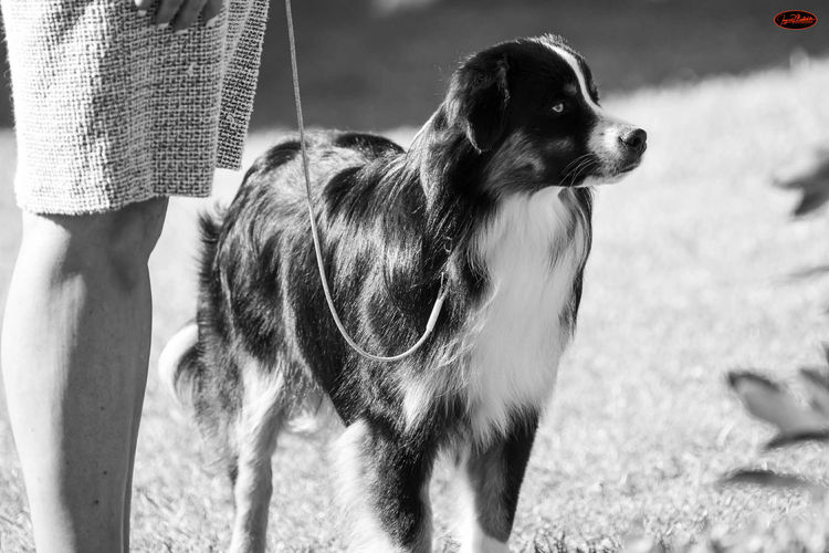 Boargully - Miniature American Shepherds