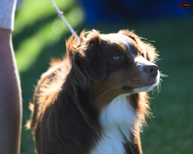 Boargully - Miniature American Shepherds