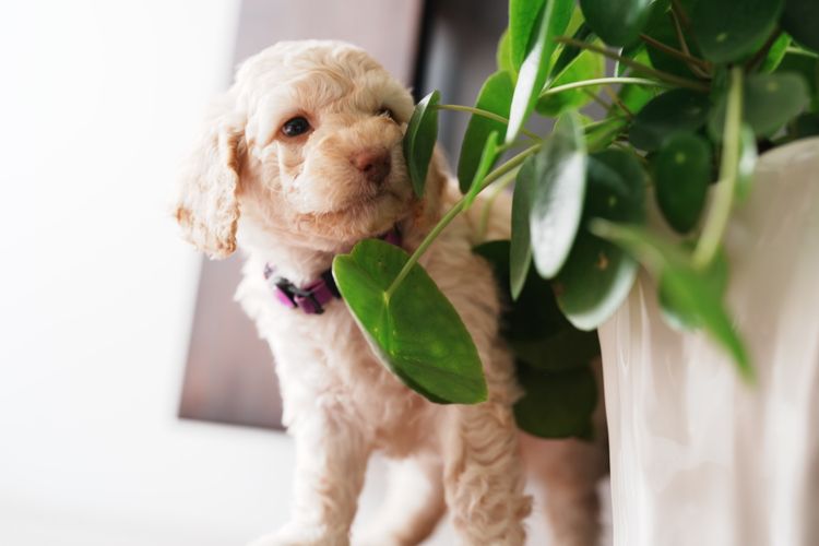 MASCUTE FURBABIES