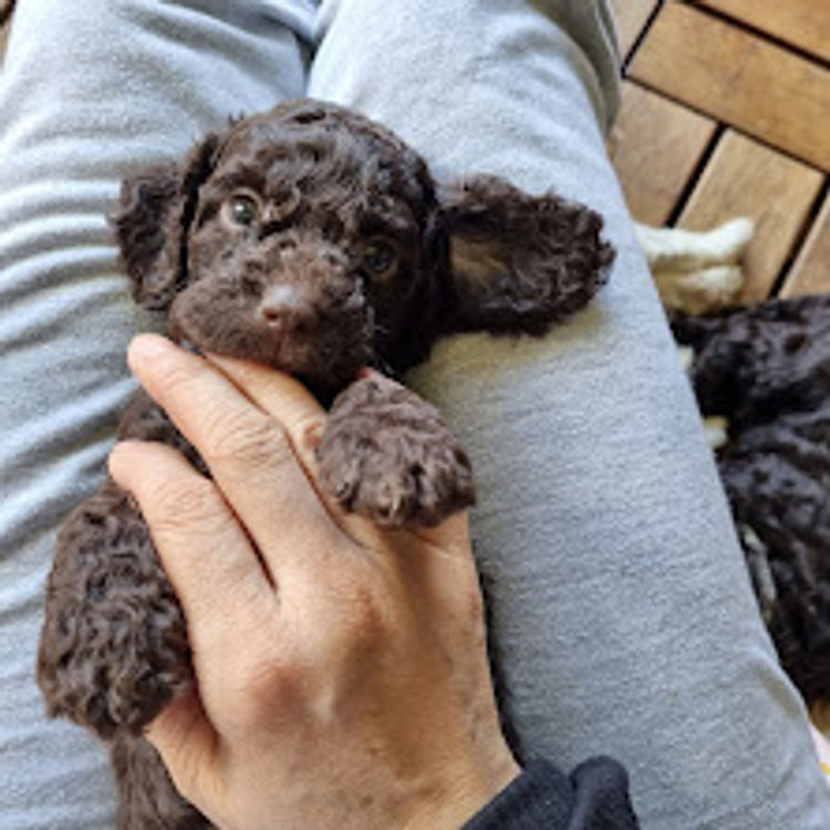 MASCUTE FURBABIES