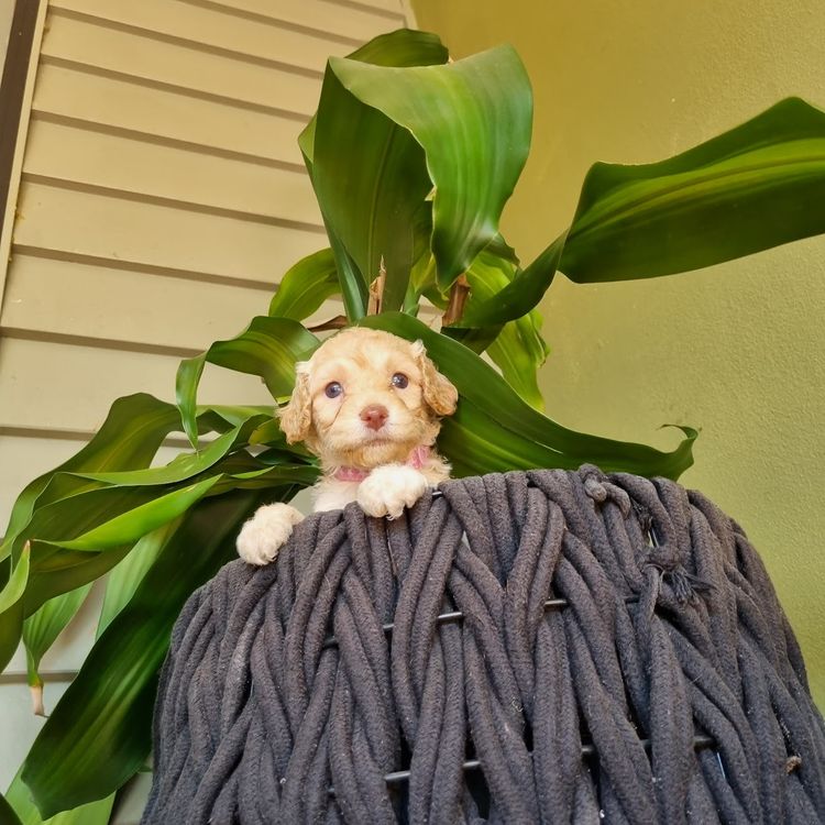 MASCUTE FURBABIES