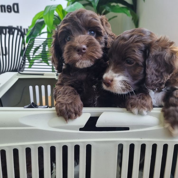 MASCUTE FURBABIES