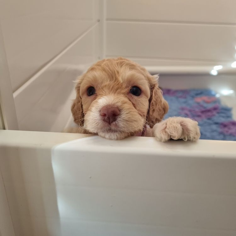 MASCUTE FURBABIES