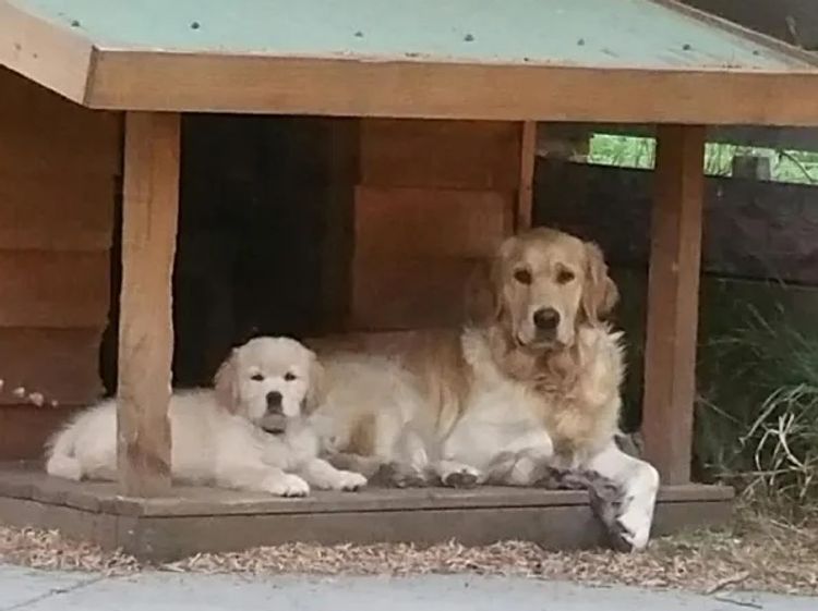 Slanehill Golden Retrievers (Dogs Victoria ANKC)