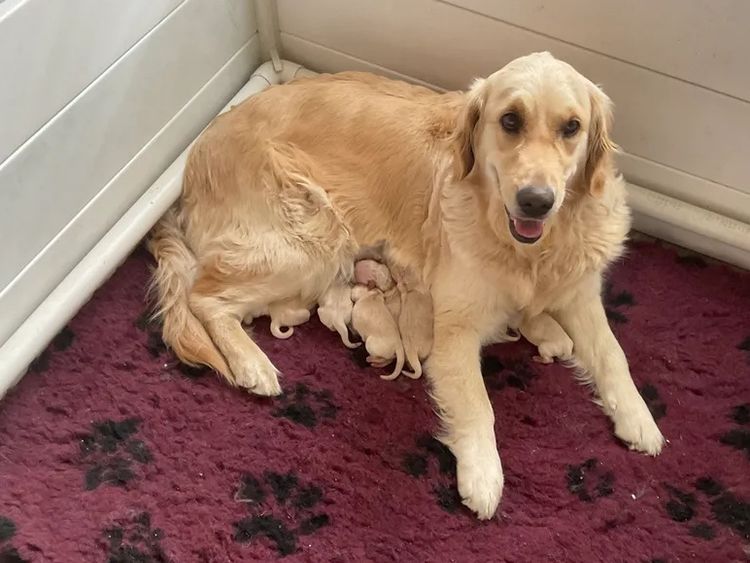 Slanehill Golden Retrievers (Dogs Victoria ANKC)