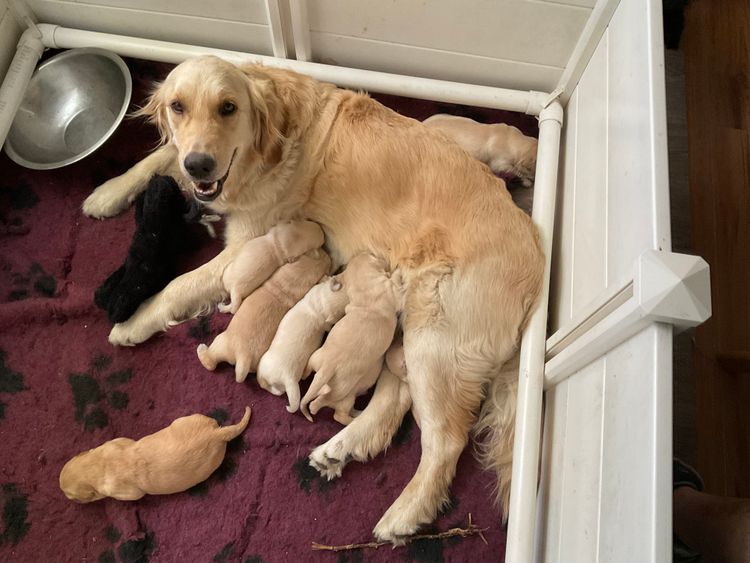 Slanehill Golden Retrievers (Dogs Victoria ANKC)