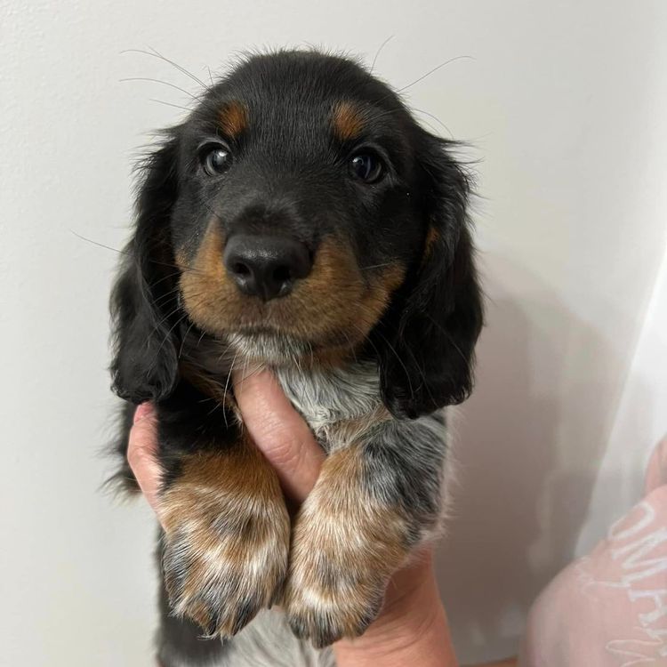 Taylor Made Dachshunds (MDBA Member 36474)