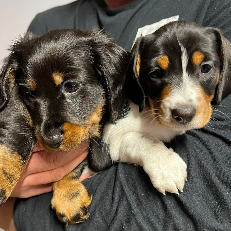 Taylor Made Dachshunds (MDBA Member 36474)
