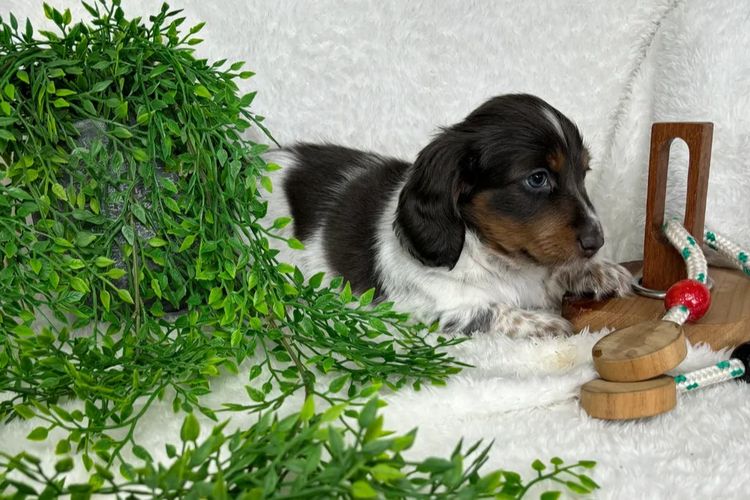 Taylor Made Dachshunds (MDBA Member 36474)