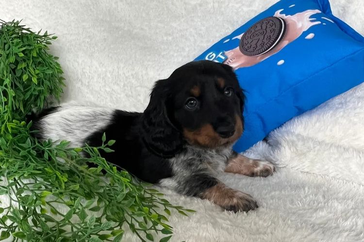 Taylor Made Dachshunds (MDBA Member 36474)