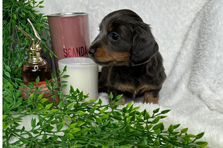 Taylor Made Dachshunds (MDBA Member 36474)