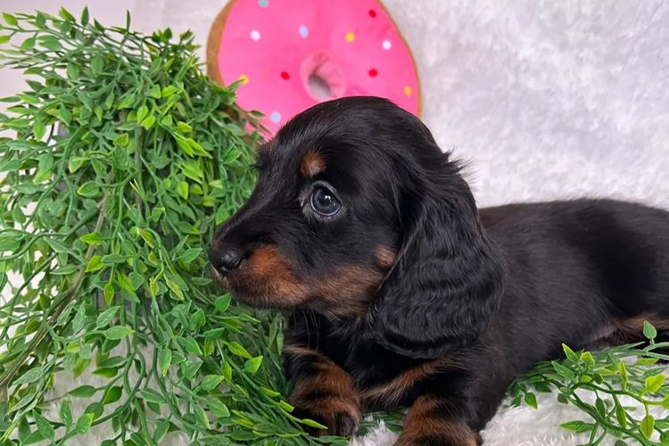Taylor Made Dachshunds (MDBA Member 36474)