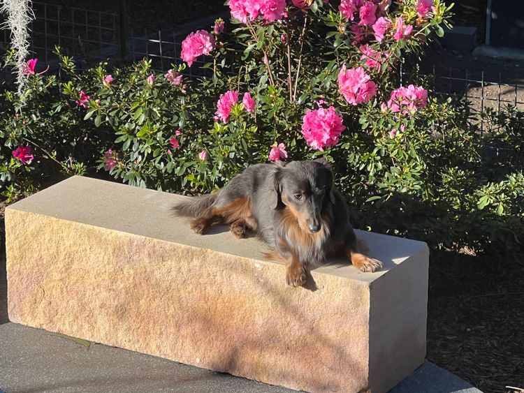 Taylor Made Dachshunds (MDBA Member 36474)