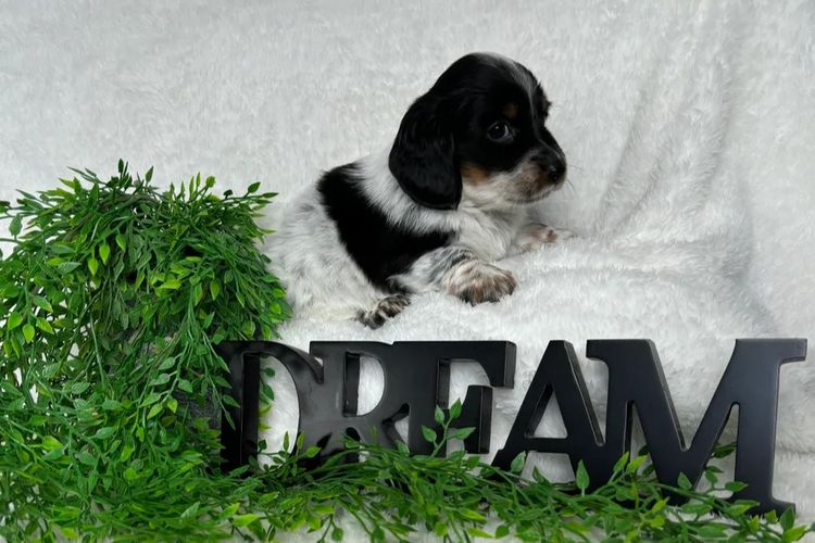 Taylor Made Dachshunds (MDBA Member 36474)