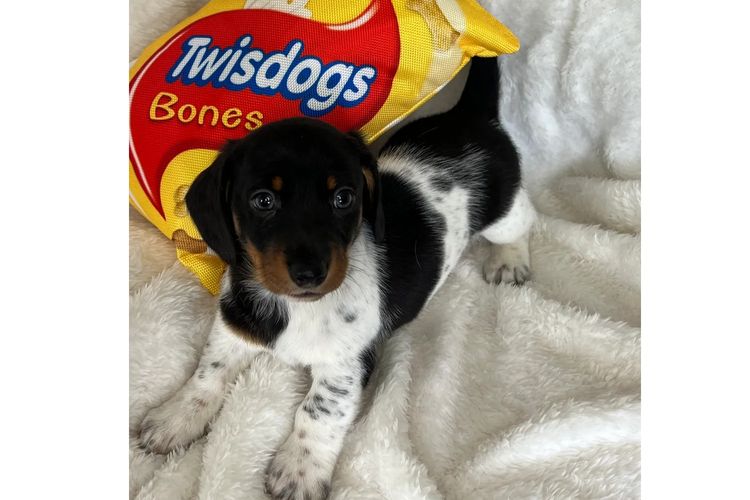 Taylor Made Dachshunds (MDBA Member 36474)