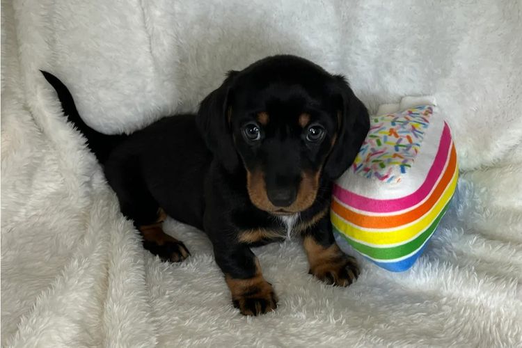 Taylor Made Dachshunds (MDBA Member 36474)