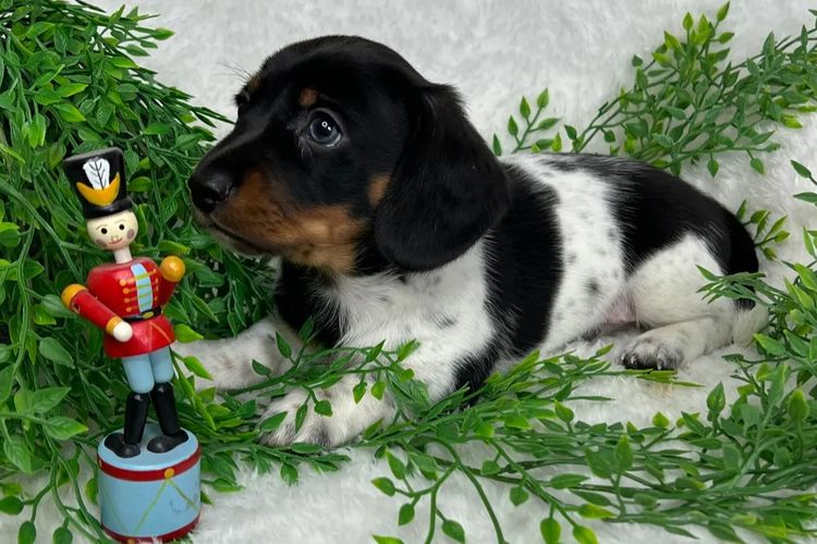 Taylor Made Dachshunds (MDBA Member 36474)
