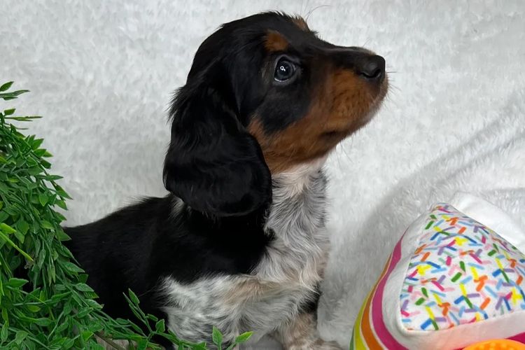 Taylor Made Dachshunds (MDBA Member 36474)
