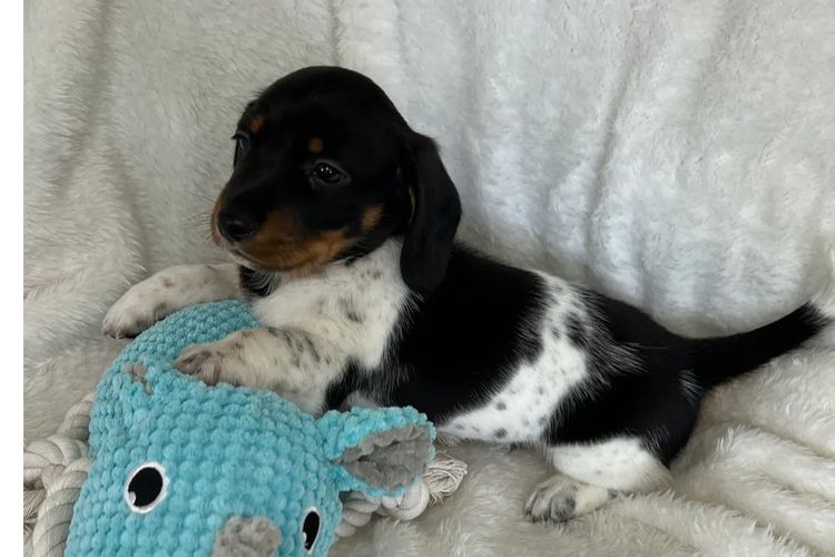 Taylor Made Dachshunds (MDBA Member 36474)
