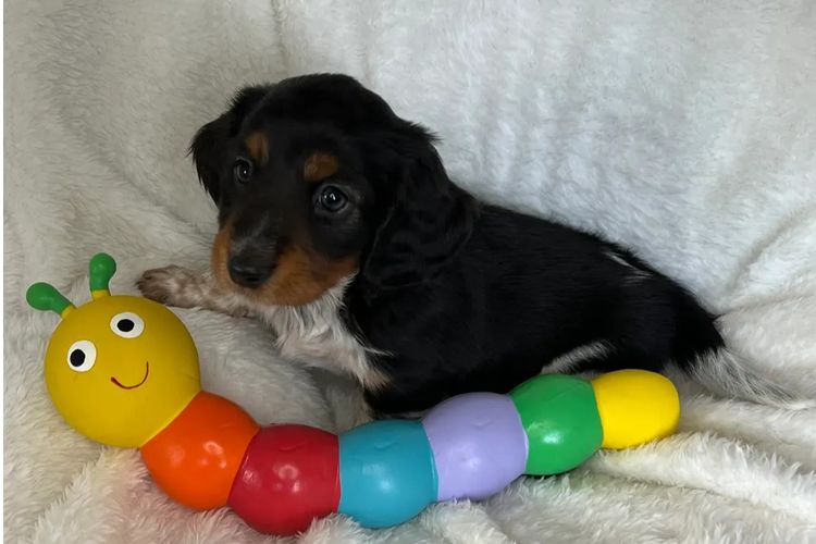 Taylor Made Dachshunds (MDBA Member 36474)