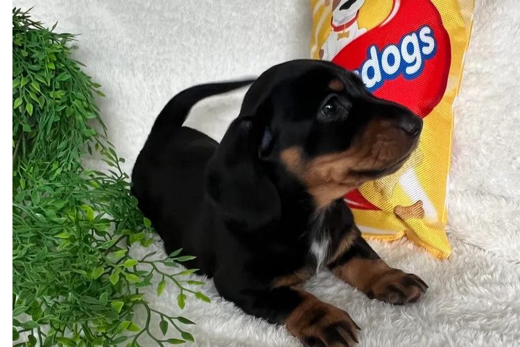 Taylor Made Dachshunds (MDBA Member 36474)