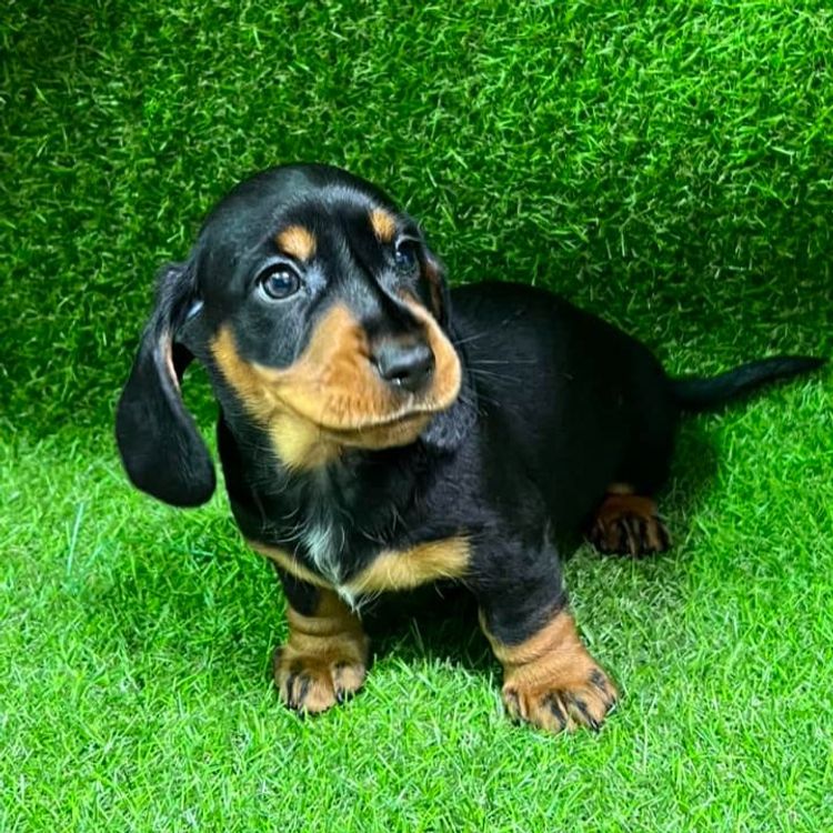 Taylor Made Dachshunds (MDBA Member 36474)