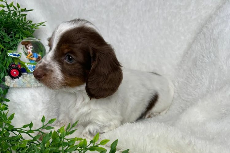 Taylor Made Dachshunds (MDBA Member 36474)