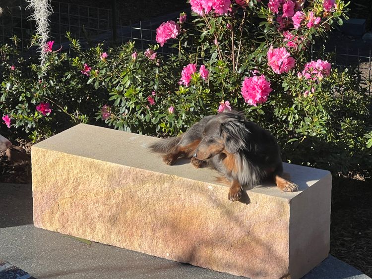 Taylor Made Dachshunds (MDBA Member 36474)