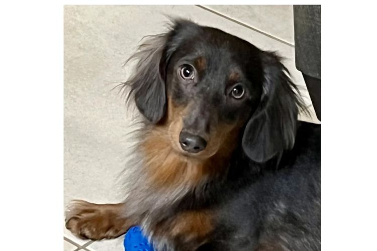 Taylor Made Dachshunds (MDBA Member 36474)