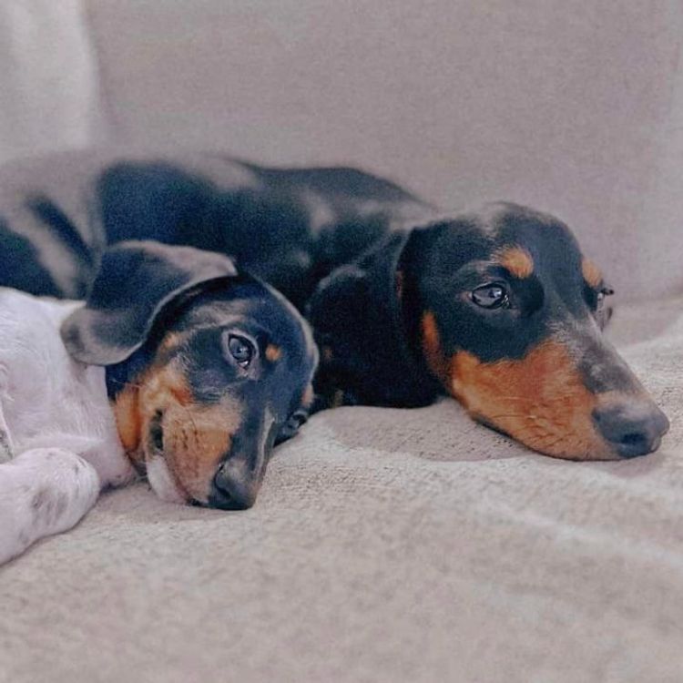 Taylor Made Dachshunds (MDBA Member 36474)