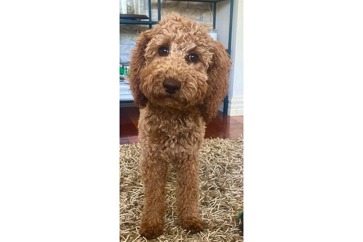 Belamorè Groodles & Poodles