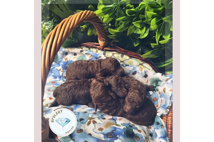 Opulent Oodles - Toy Poodles