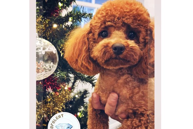 Opulent Oodles - Toy Poodles