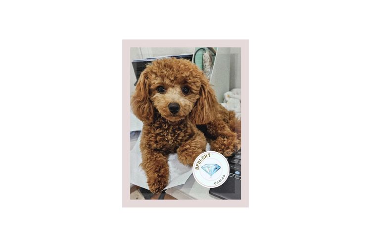 Opulent Oodles - Toy Poodles