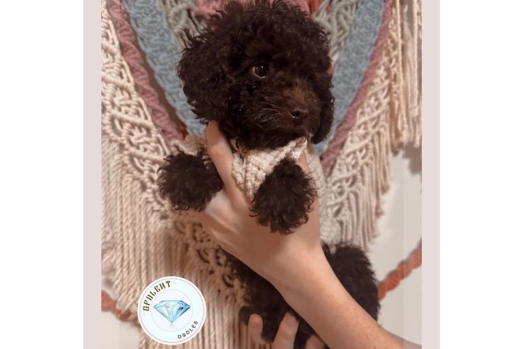 Opulent Oodles - Toy Poodles