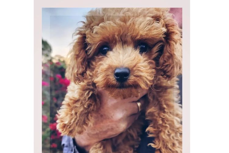 Opulent Oodles - Toy Poodles