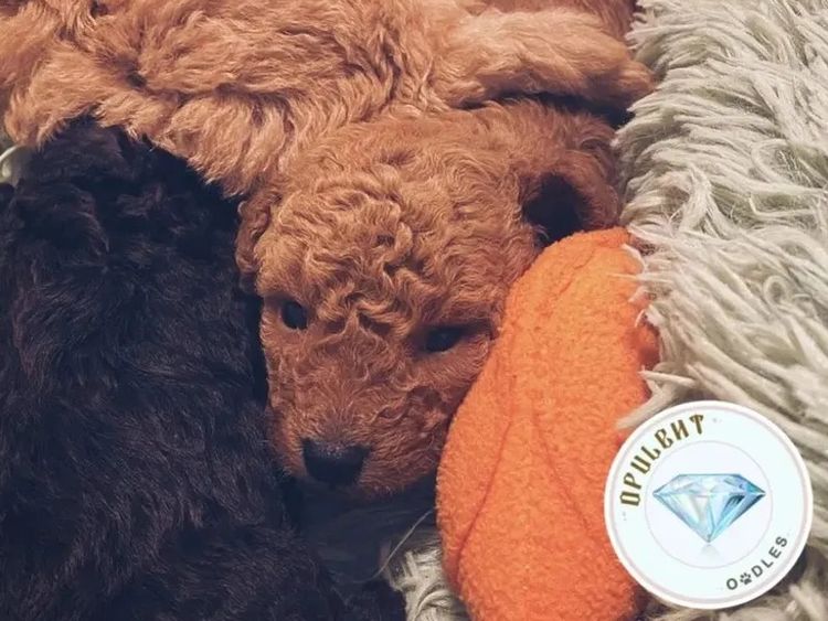Opulent Oodles - Toy Poodles