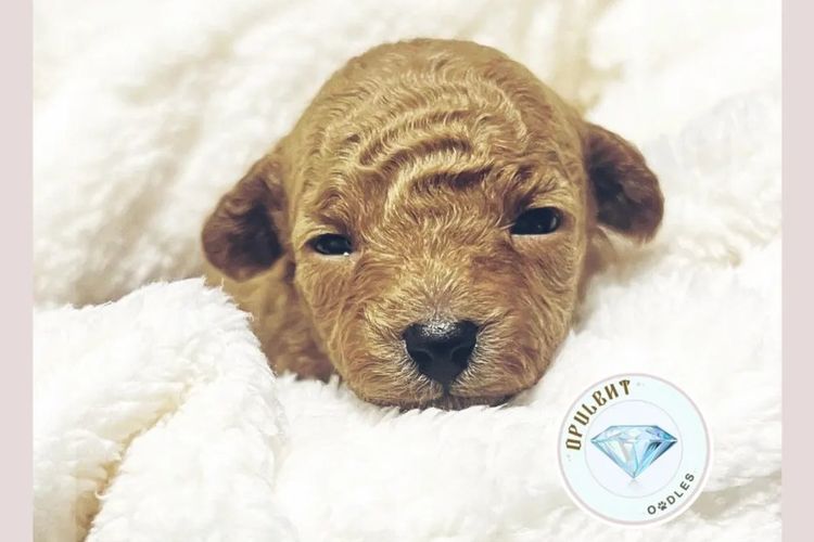 Opulent Oodles - Toy Poodles