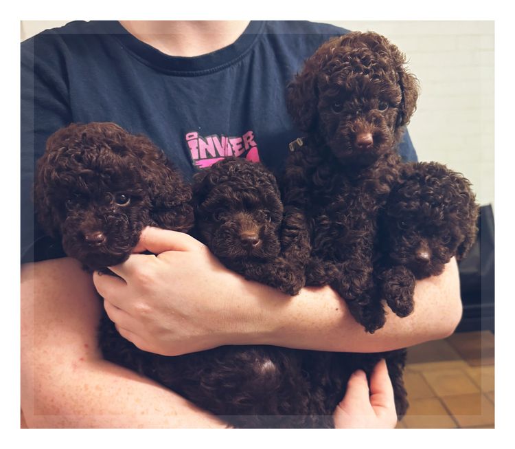 Opulent Oodles - Toy Poodles