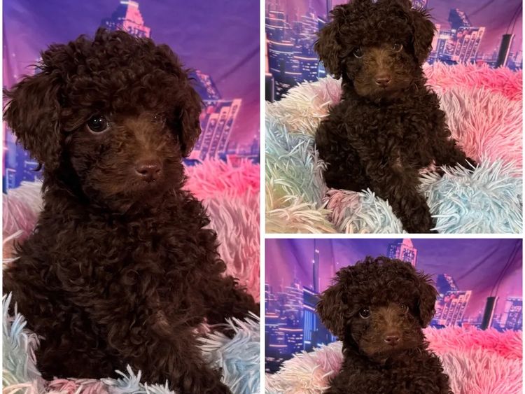 Opulent Oodles - Toy Poodles