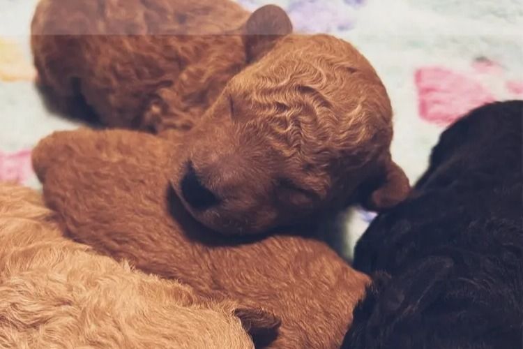 Opulent Oodles - Toy Poodles