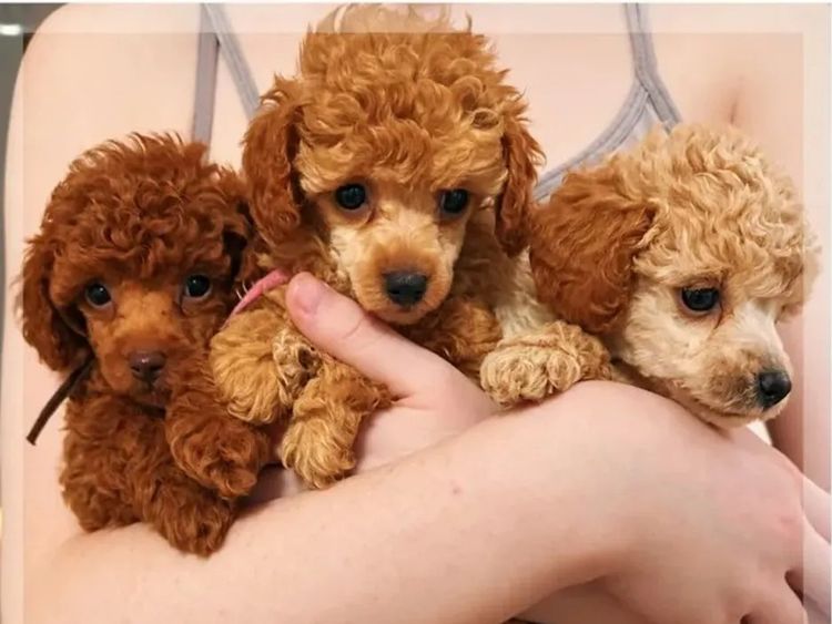 Opulent Oodles - Toy Poodles