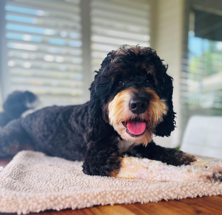 Manny Park Puppies - Aussie Mountain Doodles